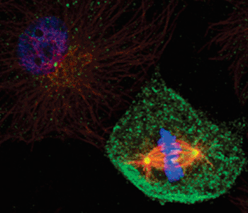 Image: The mitotic spindle (microtubules in red, DNA in blue) and the centrosomes (in yellow). (Photo courtesy of Dr. S. Sdelci, IRB Barcelona).